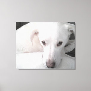 Toile Photo unique de White Labrador Retriever Mix Dog
