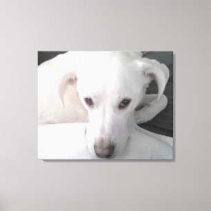 Toile Photo unique de White Labrador Retriever Mix Dog