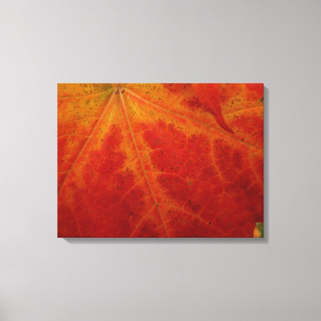 Toile Photographie abstraite de la feuille d'érable roug (Recto)