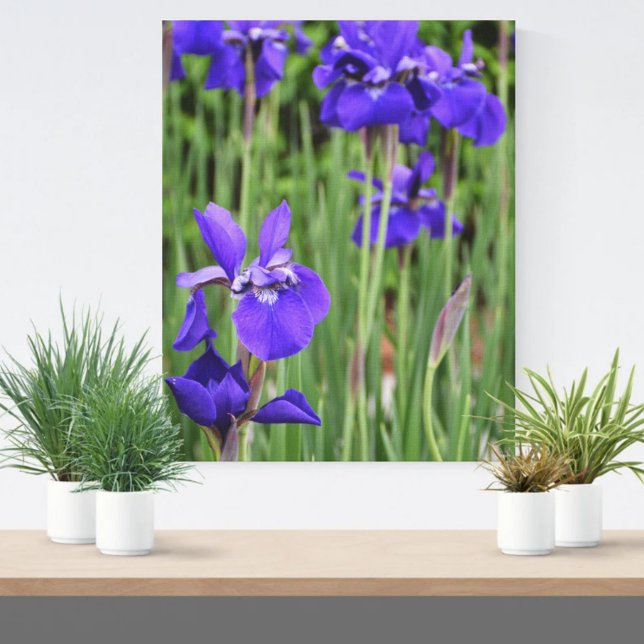Toile Photographie botanique florale d'Iris violet (Créateur téléchargé)