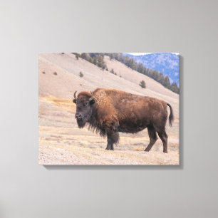 Toile Photographie de Bison d'Amérique, Yellowstone