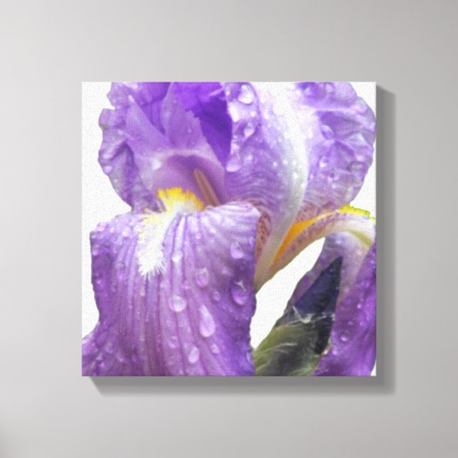 Toile Photographie de Botanical Purple Iris (Recto)