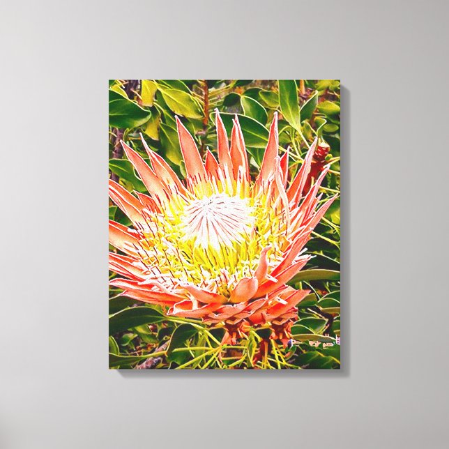 Toile Photographie de fleurs australiennes de Protea (Recto)
