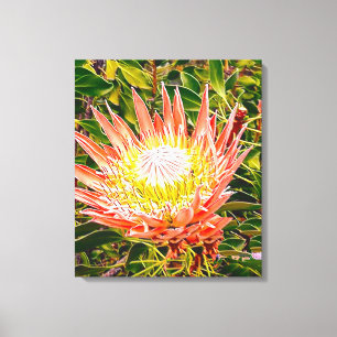 Toile Photographie de fleurs australiennes de Protea