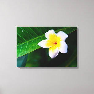 Toile Photographie de fleurs de plumeria