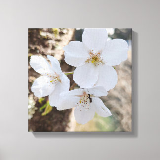 Toile Photographie de gros plan de fleurs de cerisier