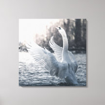Photographie de la nature du cygne blanc