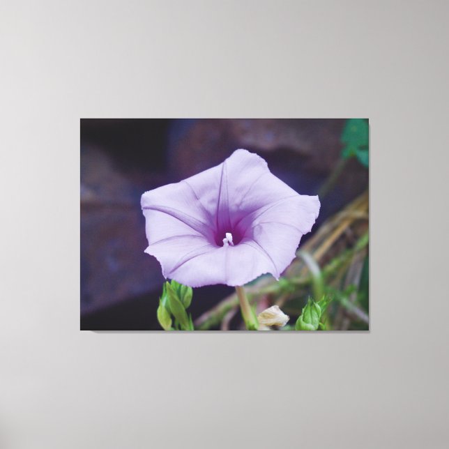 Toile Photographie de près d'une délicate fleur pourpre (Recto)