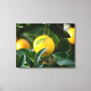 Toile Photographie des fruits des citronniers