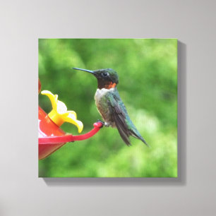Toile Photographie d'oiseau de colibri à gorge rubis