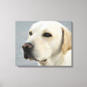 Toile Photographie d'or de labrador retriever