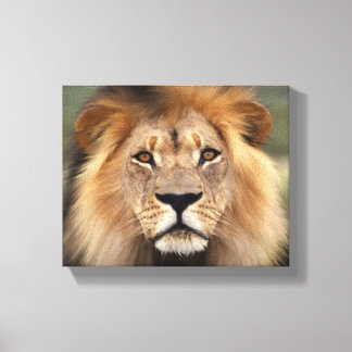 Toile Photographie du lion