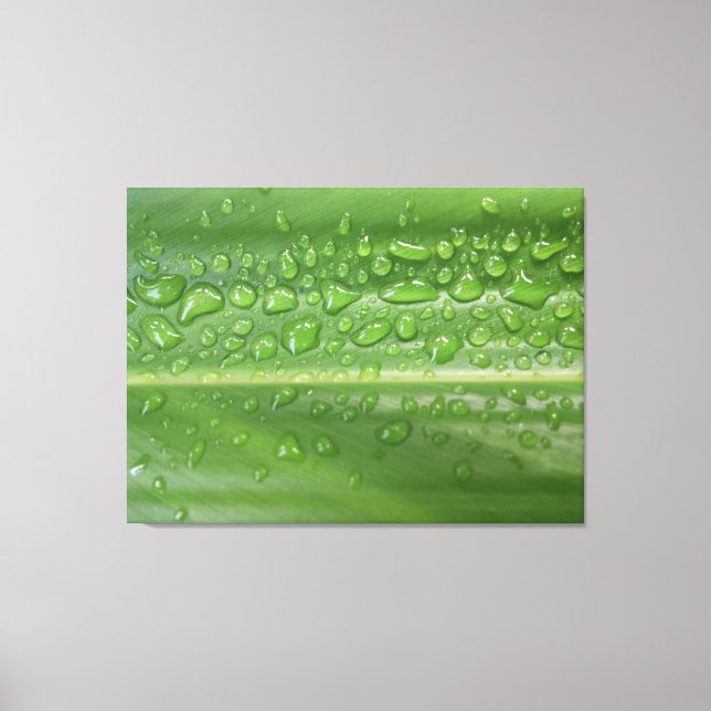 Toile Photographie Macro d'une Feuille Verte Baignée de  (Recto)