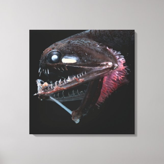 Toile Photostomias Guernei (Recto)