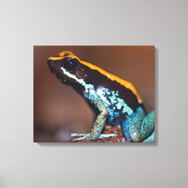 Toile Phyllobates vittatus, une grenouille à flèche empo (Recto)
