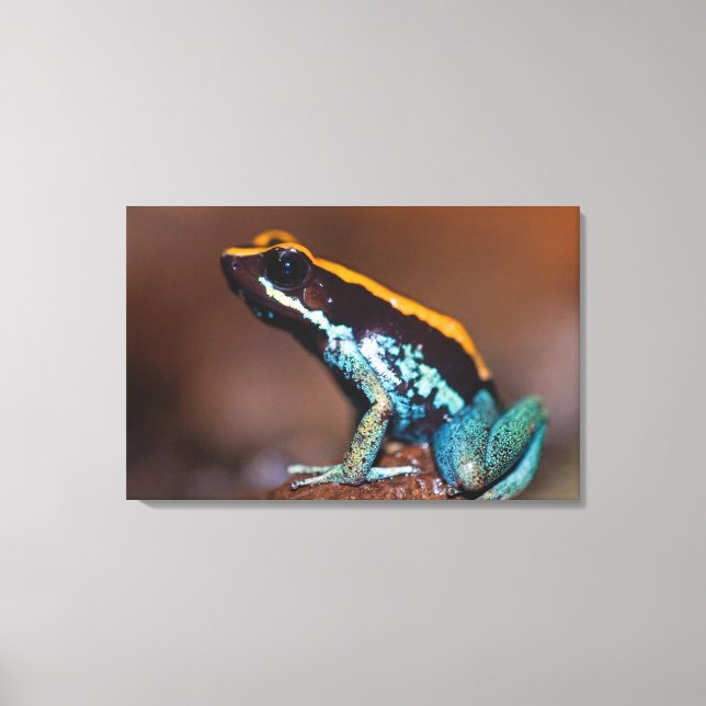 Toile Phyllobates vittatus, une grenouille à flèche empo (Recto)