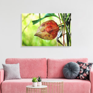 Toile Physalis alkekengi