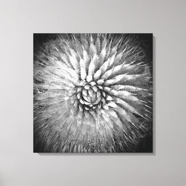 Toile Pics d'Agave Noir et Blanc Sud-Ouest (Recto)