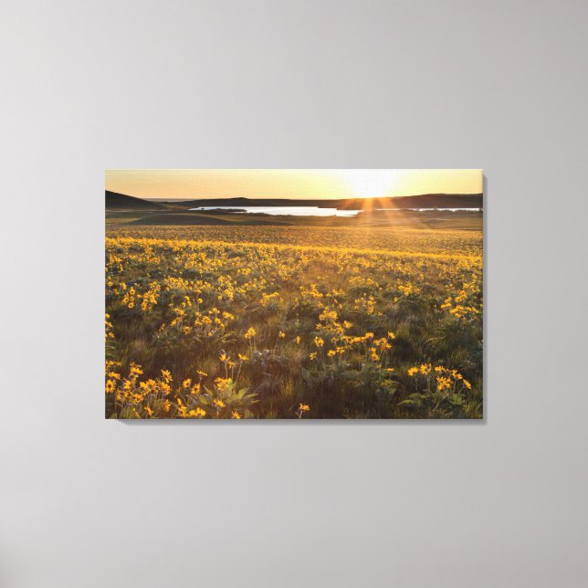 Toile Pied de flèche Balsamroot Fleurs sauvages (Recto)