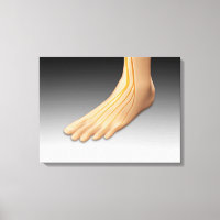 Pied humain avec système nerveux 2