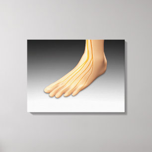 Toile Pied humain avec système nerveux 2