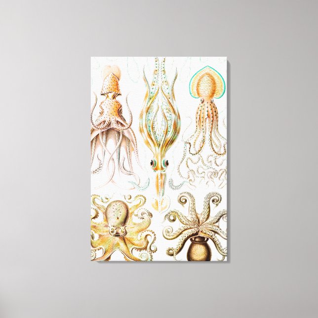 Toile Pieuvre Calmar, Gamochonia par Ernst Haeckel (Recto)