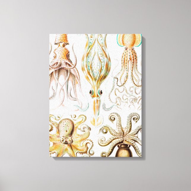 Toile Pieuvre Calmar, Gamochonia par Ernst Haeckel (Recto)