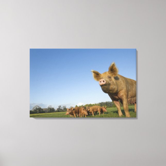 Toile Pig dans un champ (Recto)