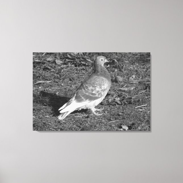 Toile Pigeon à Roath Park Lake Cardiff (BW) (Recto)