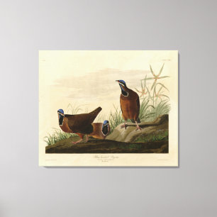 Toile Pigeon à tête bleue des oiseaux d'Amérique d'Audub
