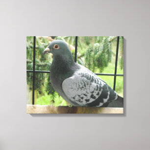 Toile Pigeon Posant