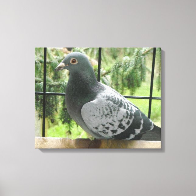Toile Pigeon Posant (Recto)