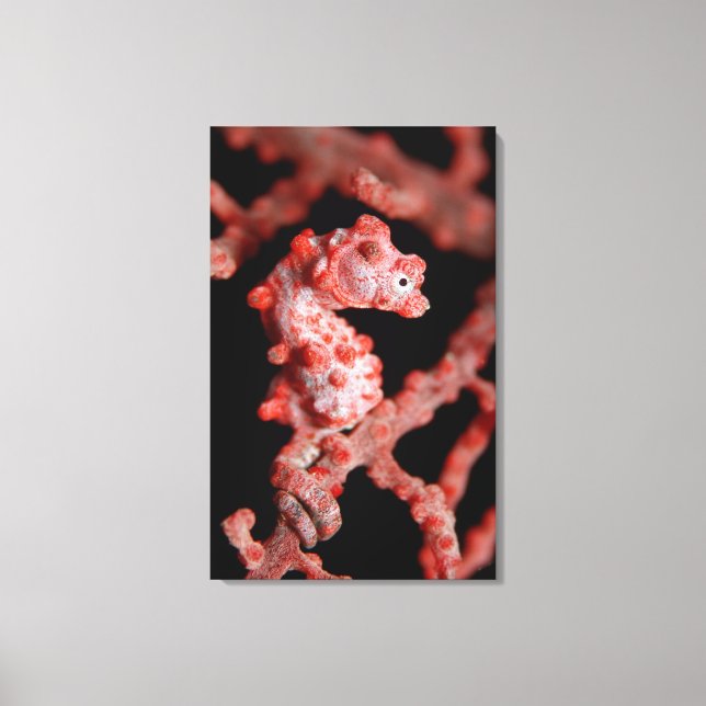 Toile Pigmy Seahorse en mer (Recto)