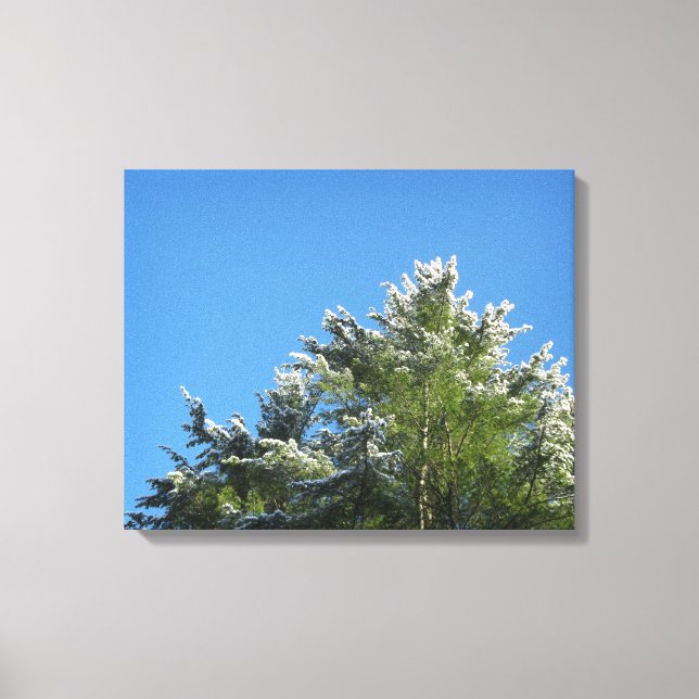 Toile Pin à pointes de neige sur le ciel bleu (Recto)