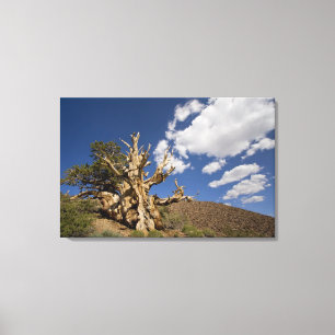 Toile Pin Bristlecone dans l'Ancient Bristlecone Forest,