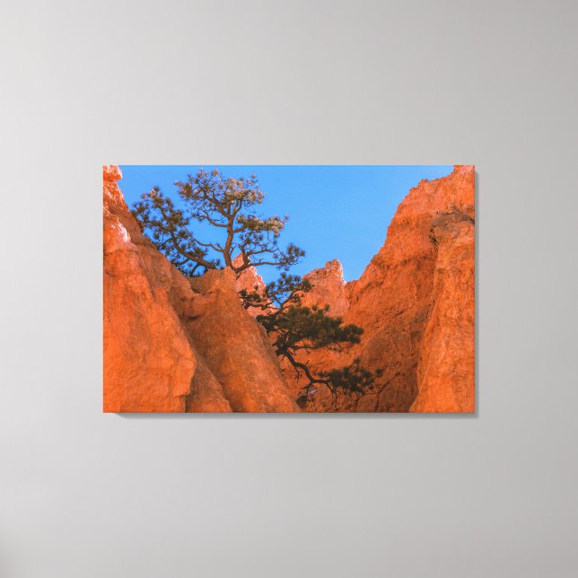 Toile Pin dans les hoodoos  (Recto)