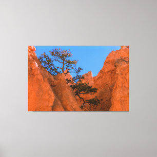 Toile Pin dans les hoodoos