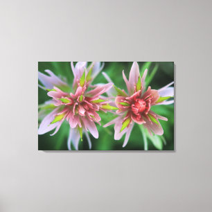 Toile Pinceau indien, Banff NP, Alberta, Canada