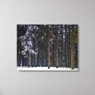 Toile pinède avec la neige Chypre