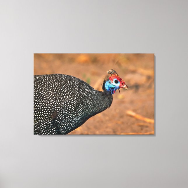 Toile Pintade huppée (Numida meleagris). Afrique, (Recto)