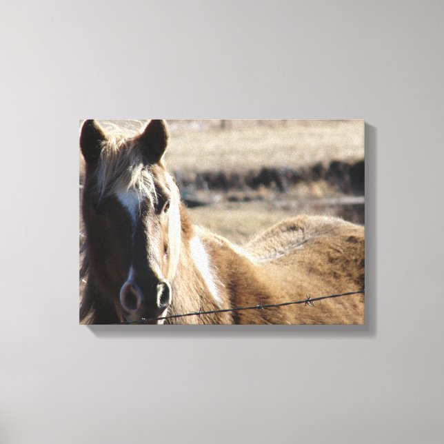 Toile Pinto Pony (Recto)