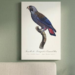 Toile Pionus fuscus, ou Pion gris-perle ou Pion sombre
