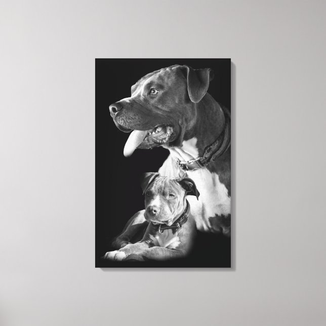 Toile Pitbull (Recto)
