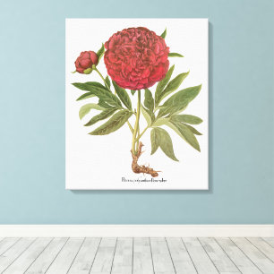 Toile Pivoines anciennes, Fleurs de pivoine par Basilius