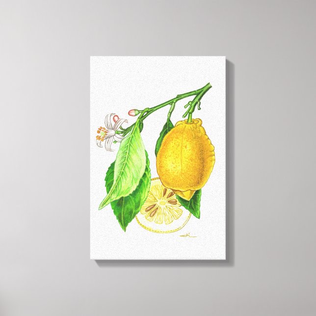 Toile Planche botanique : citron « Limonier ferraris » (Recto)