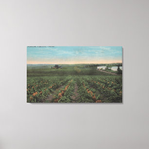 Toile Plantation d'ananas prête pour la récolte dans