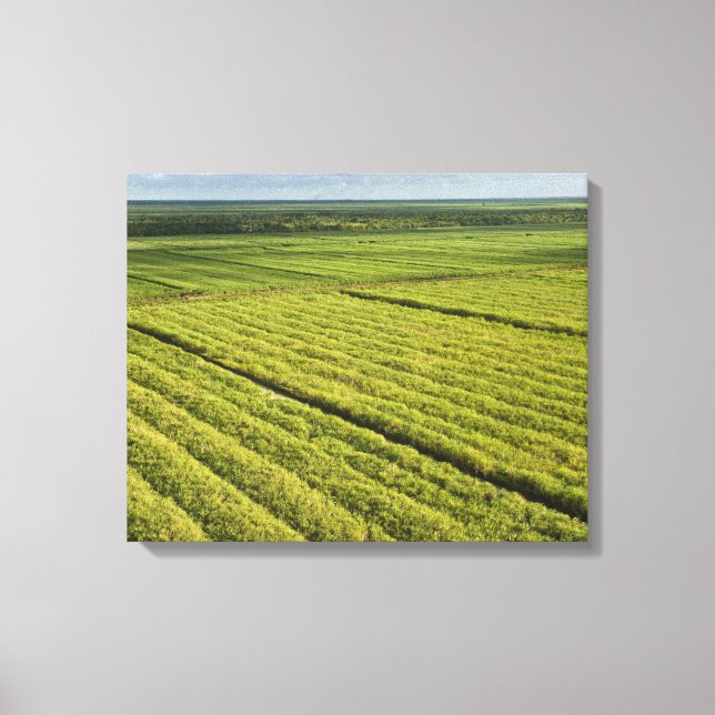Toile Plantations de canne à sucre, Guyana (Recto)