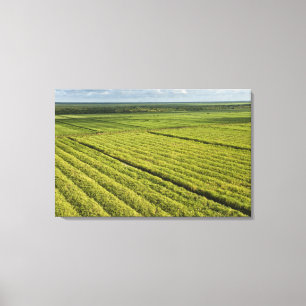 Toile Plantations de canne à sucre, Guyana