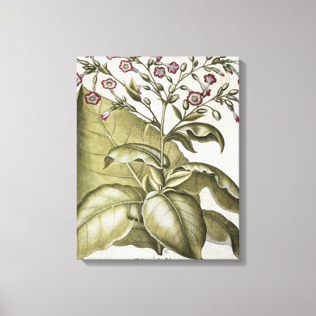 Toile Plante de tabac, de "Hortus Eystettensis" par B (Recto)