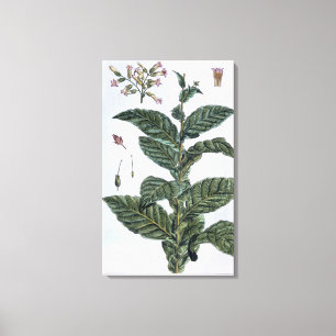 Toile Plante de tabac, plat 7, de 'collection Precieuse